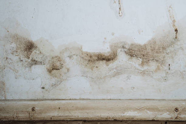 Mold Remediation for Rental Properties in Forest Hill, TX